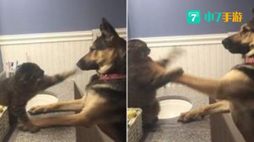 猫狗大战